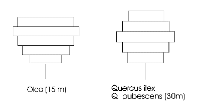 Crown profiles for a couple of species